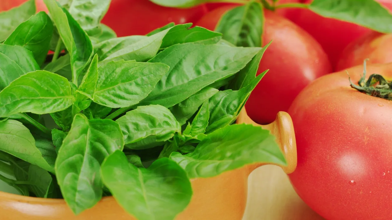 Tomate y albahaca fresca: la base de la vinagreta que propone Berasategui.