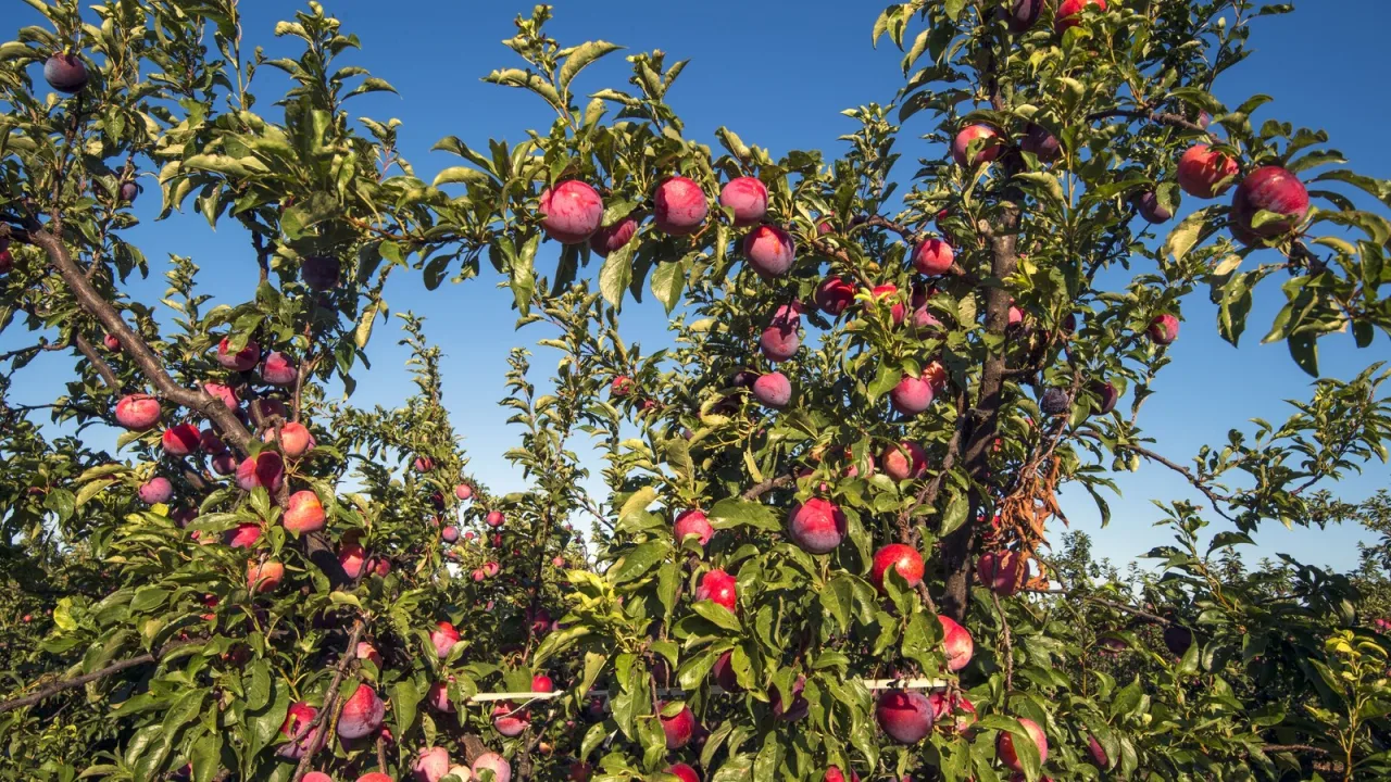 Un frutal en el patio: la promesa dulce que conviene leer entera.