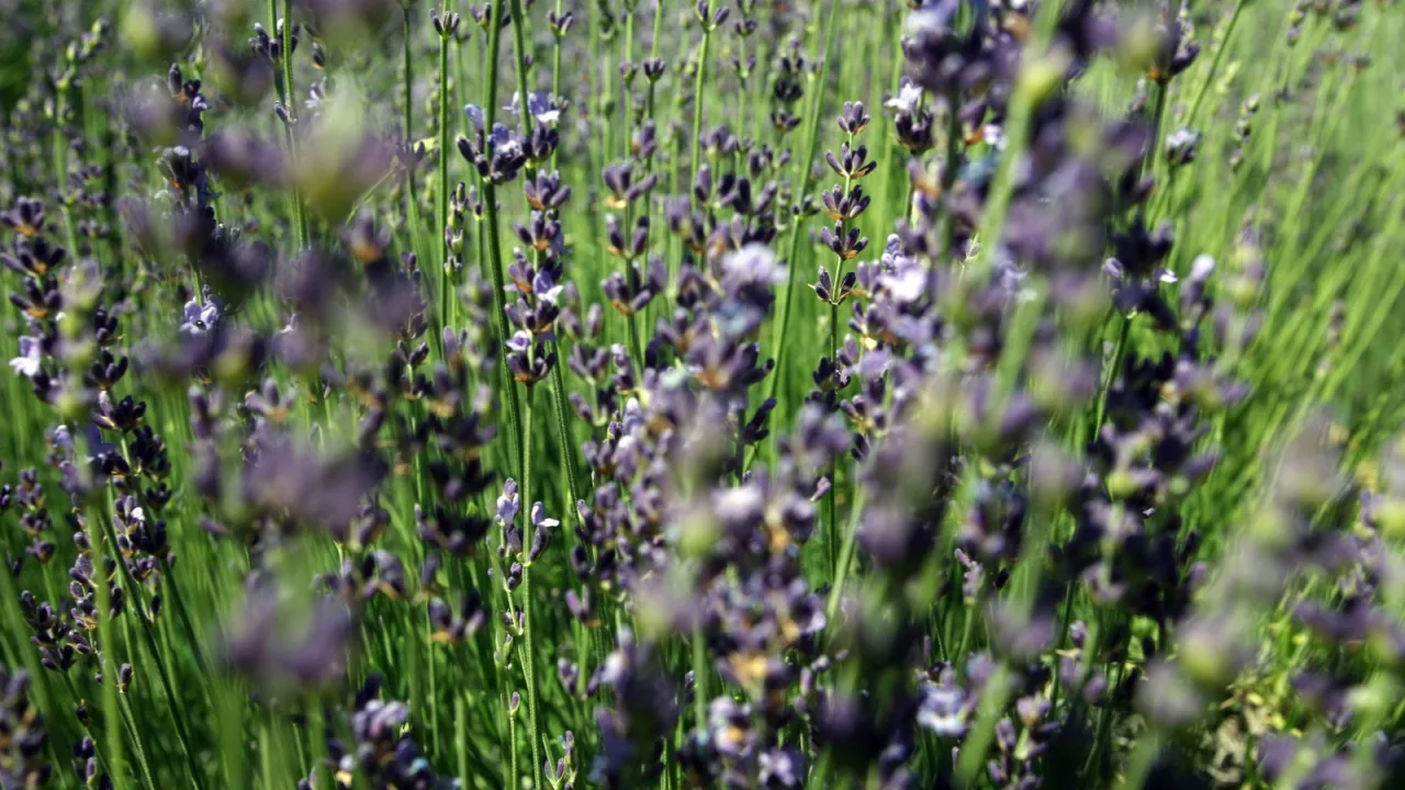 Menta, lavanda y ajo en el perímetro del jardín.