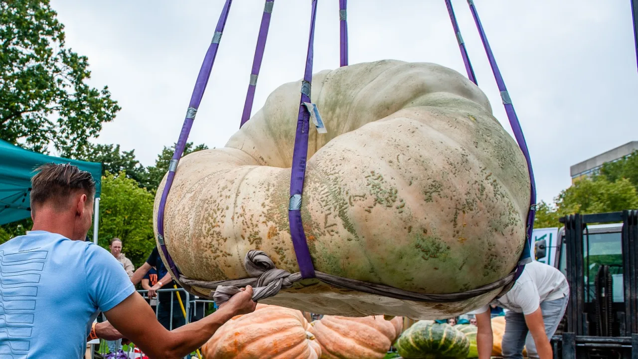 Las tres únicas calabazas que sobrevivieron al verano.