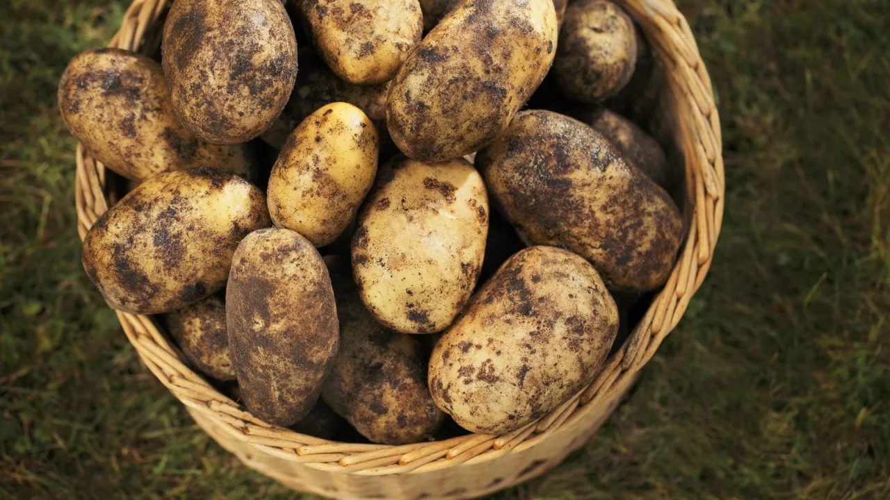Patatas recién compradas: dónde se guardan decide cuánto aguantan.