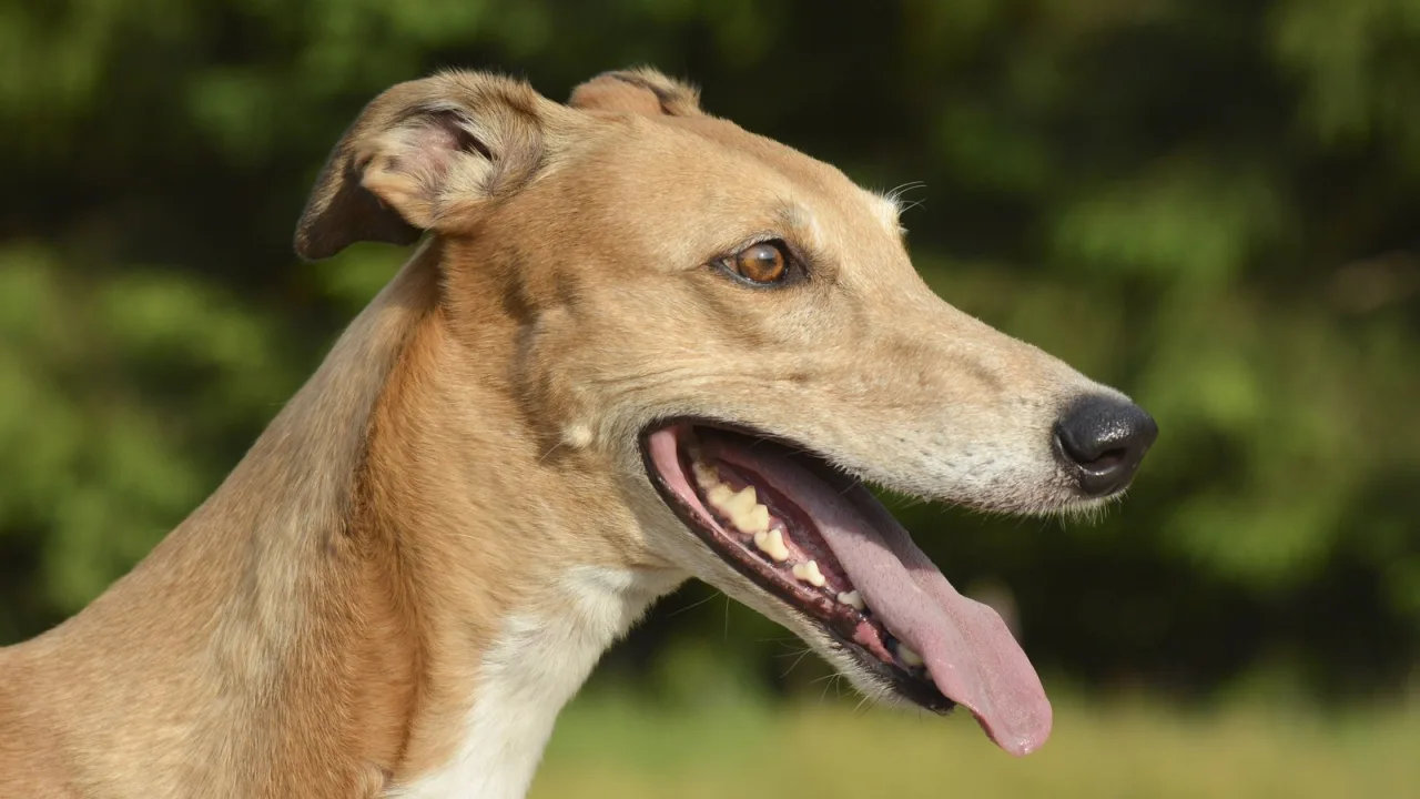 Un galgo al aire libre: tranquilo en casa, cohete diez minutos en el parque.