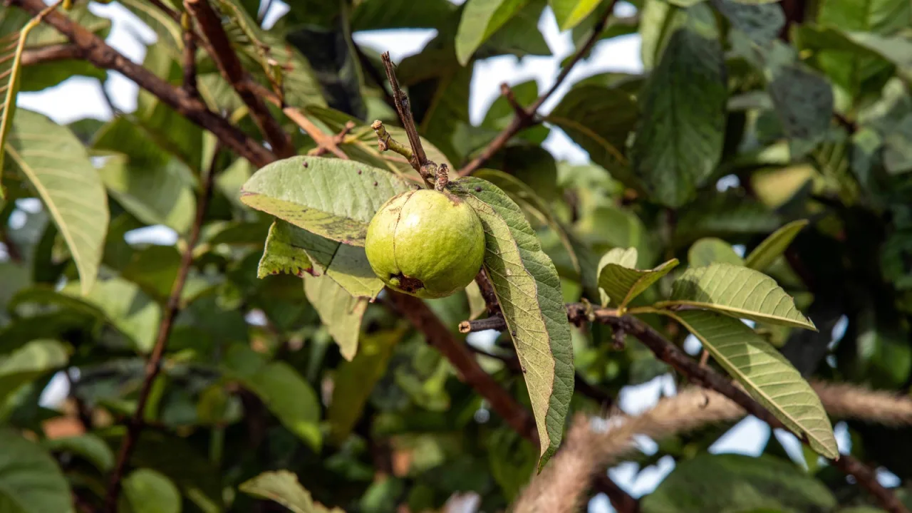 El guayabo de fresa, enemigo público de Hawái.