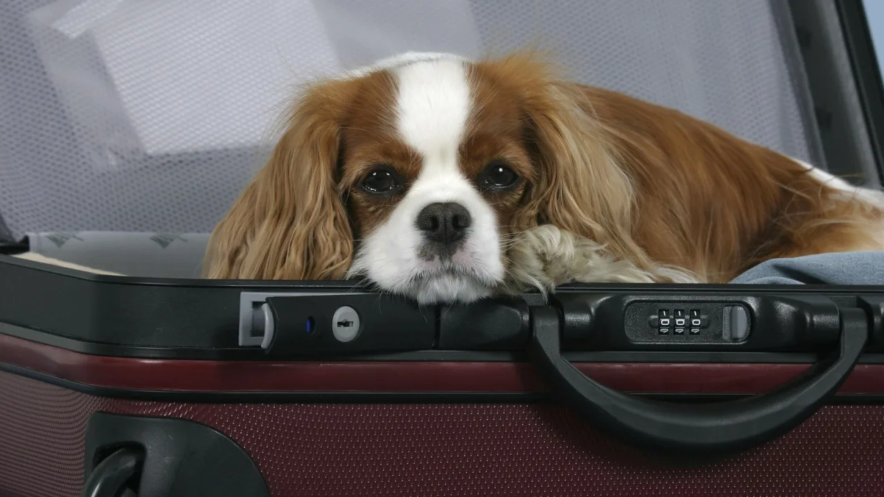 Los desplazamientos con mascota entre países deberán registrarse previamente.