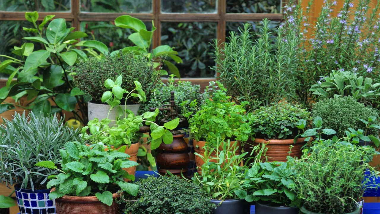 Las plantas aromáticas, primera línea de defensa del dormitorio.