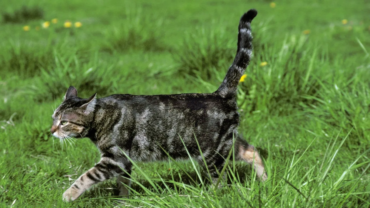 La cola del gato es un semáforo que casi nadie mira.
