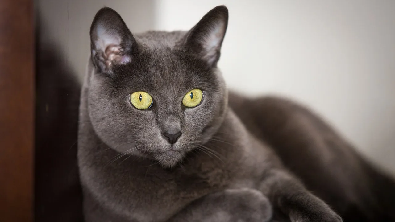 Azul ruso: pelo gris plateado y tupido que casi no hay que cepillar.