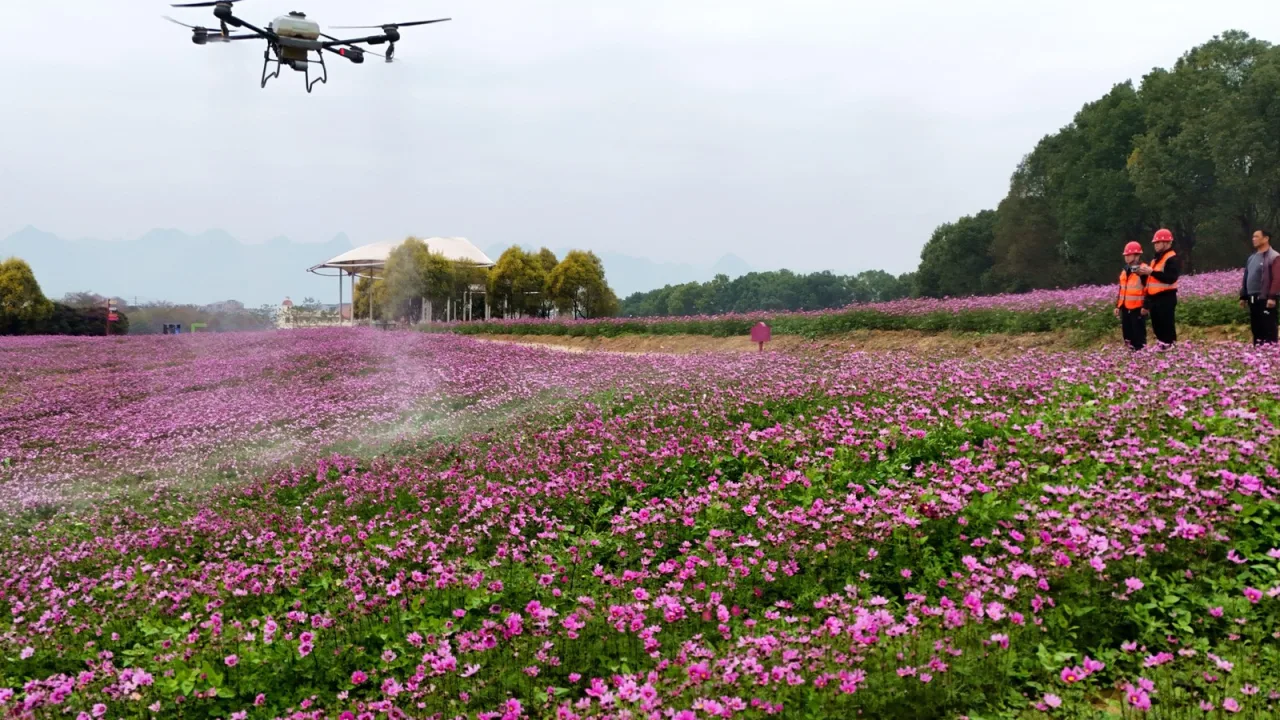 Drones cargados de insectos contra el invasor.