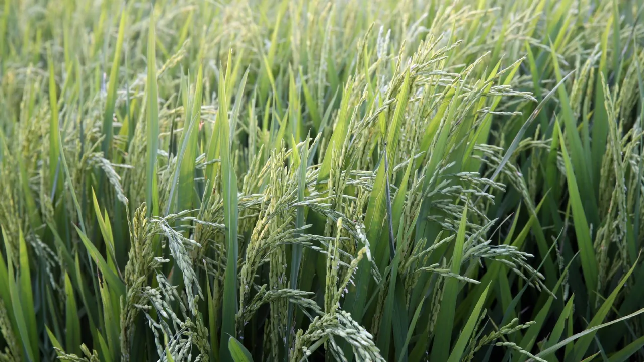 Buena parte del arroz español crece en las marismas del Guadalquivir.