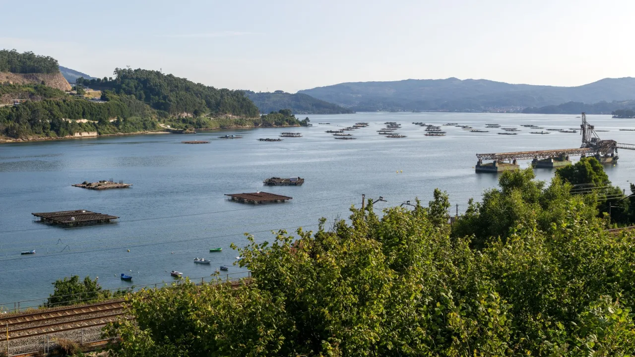 Bateas en una ría gallega: de aquí sale el mejillón de la olla.