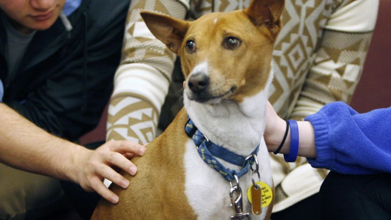 El basenji no ladra: la forma de su laringe no se lo permite.