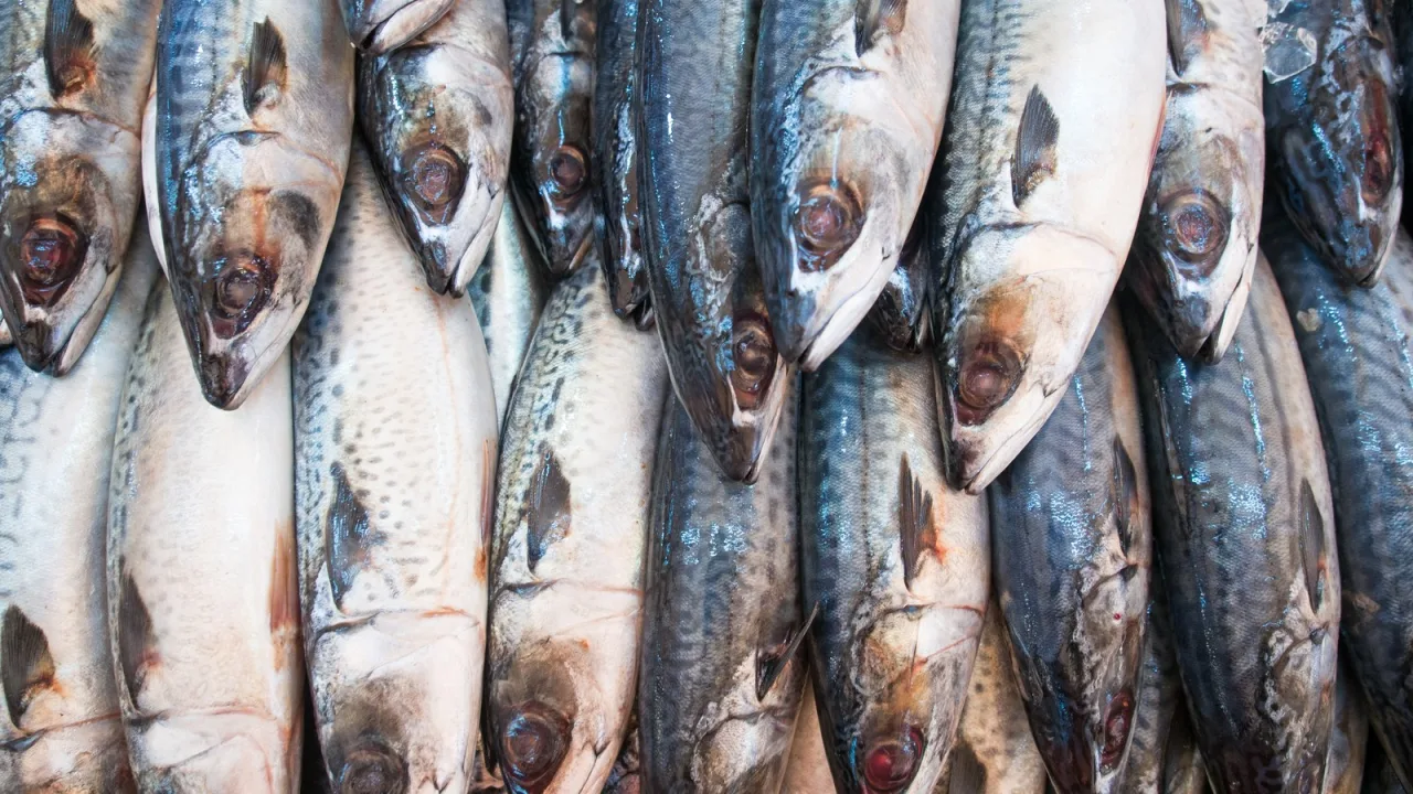 La caballa, el pescado azul más agradecido de la pescadería.