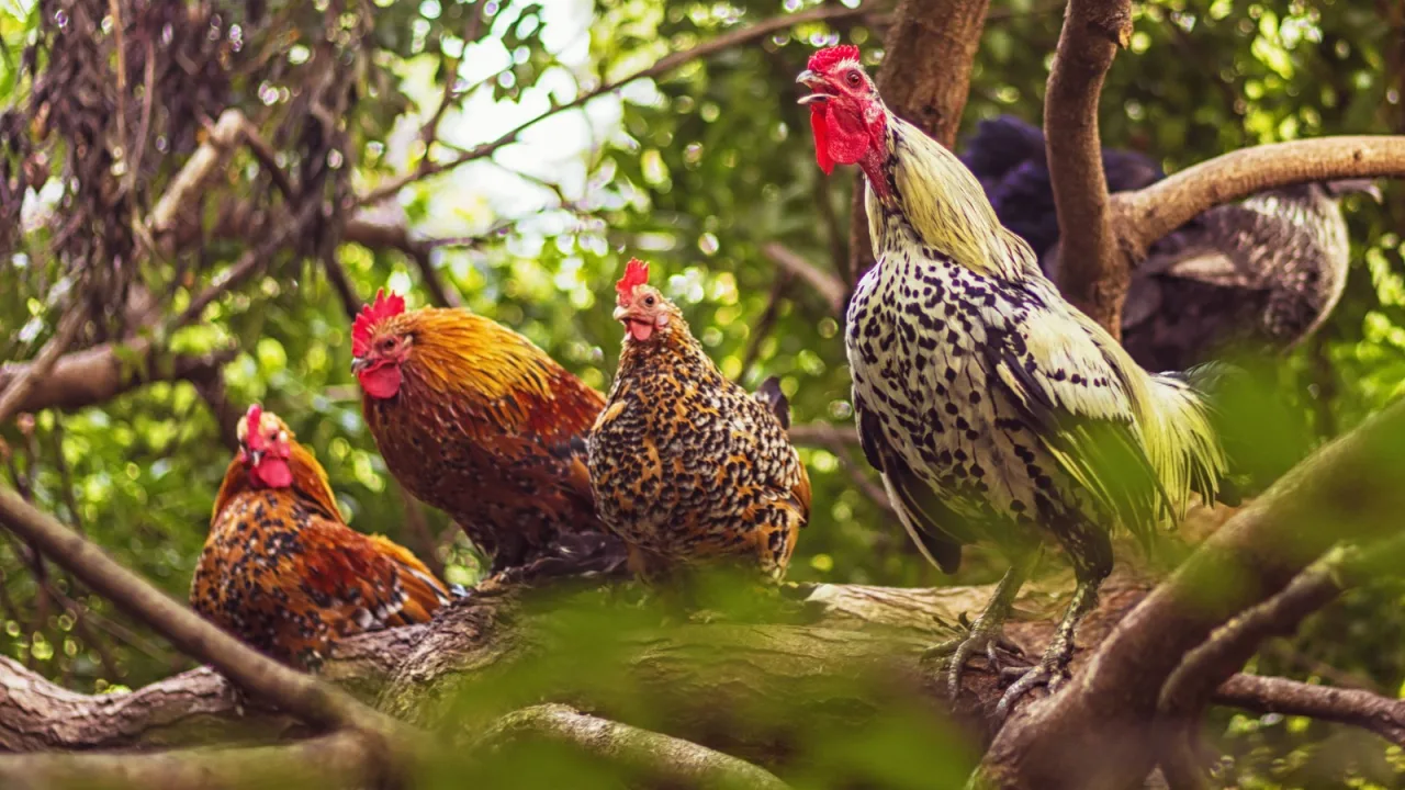 Un solo dígito separa la jaula del campo.
