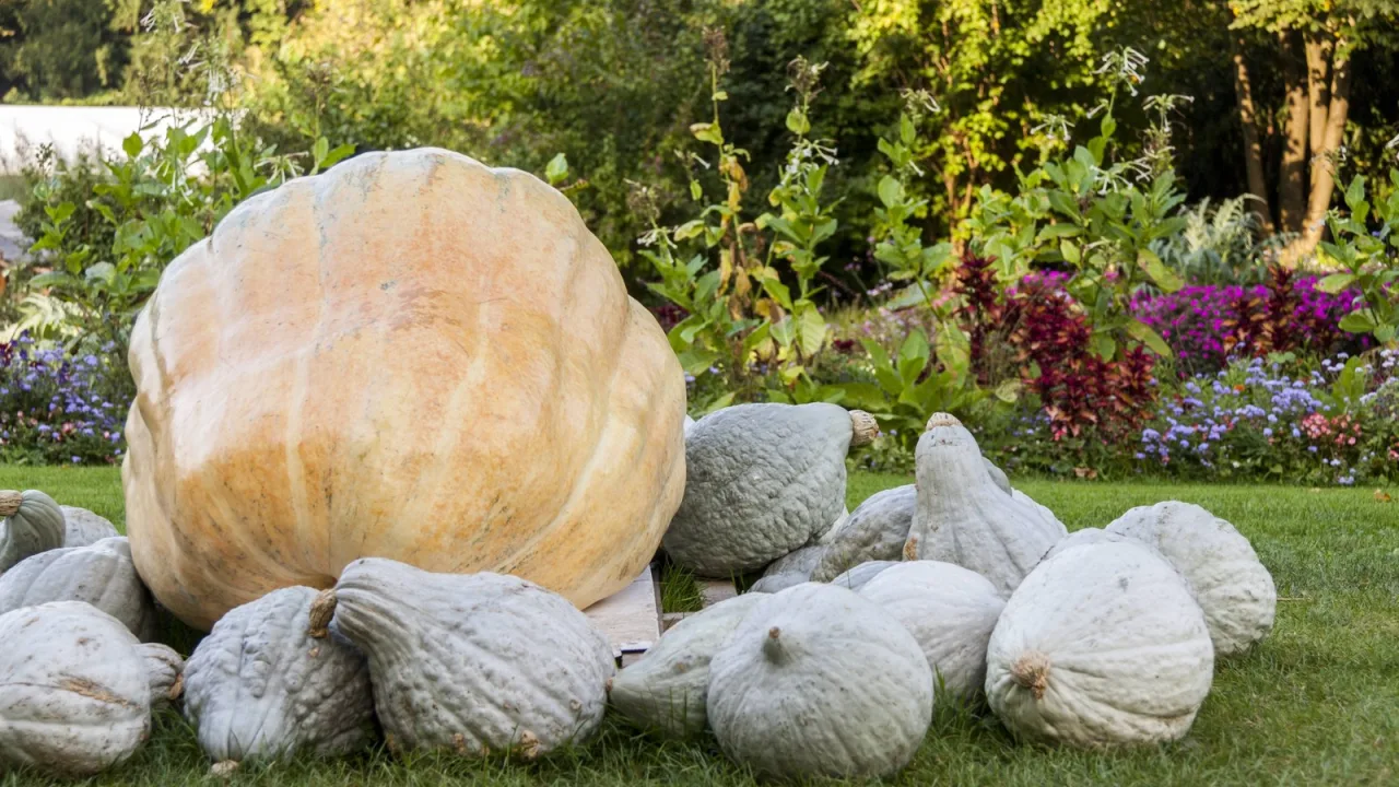 123,4 kilos de calabaza y una victoria agridulce.