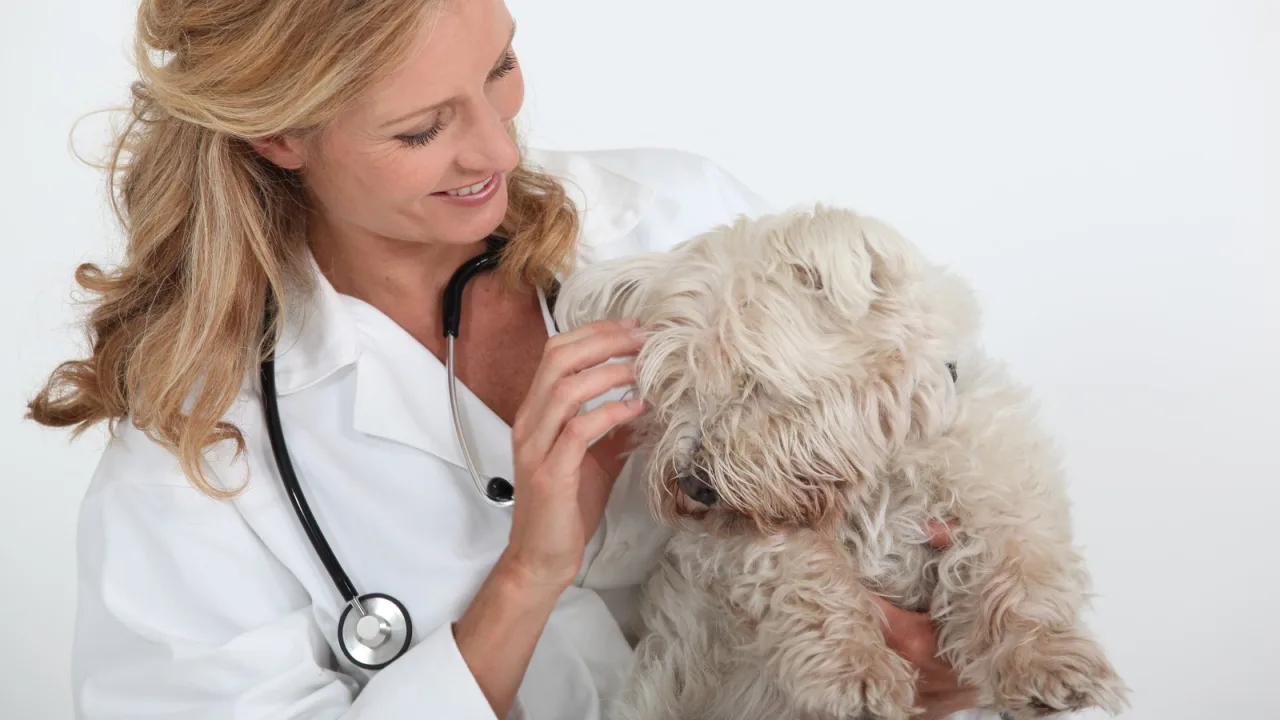 Retrasar la visita al veterinario ya no es solo mala idea: es sancionable.