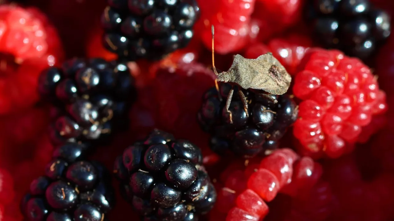 Comen plantas y frutos, no pican a las personas.