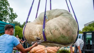 Las tres únicas calabazas que sobrevivieron al verano.