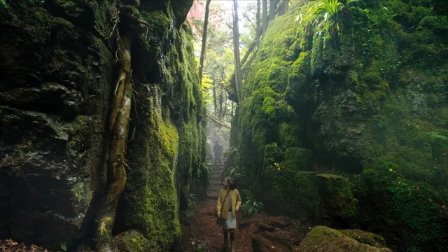 El crotón, la planta que respira por ti.